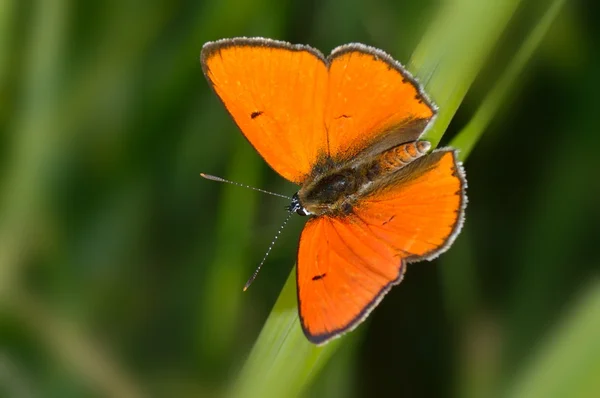 Butterfly in natural habitat (lycaena dispar) — Stock Photo, Image