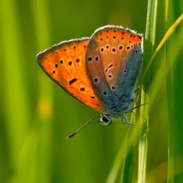 Motýl v přirozeném prostředí (lycaena dispar) — Stock fotografie