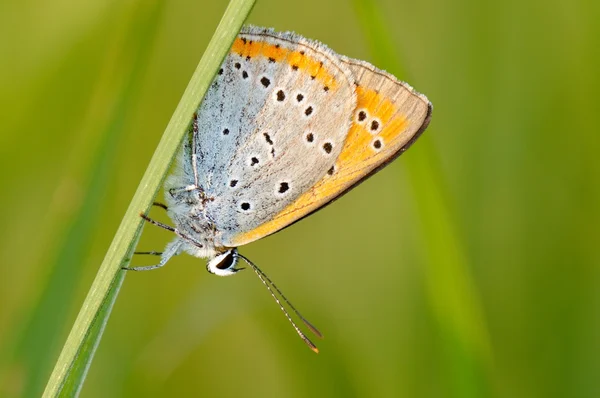 Πεταλούδα εξωτερική (polyommatus Ίκαρος) — Φωτογραφία Αρχείου