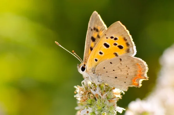 Motýl venkovní (polyommatus icarus) — Stock fotografie