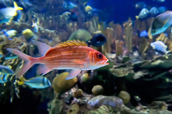 Підводне зображення тропічних риб — стокове фото
