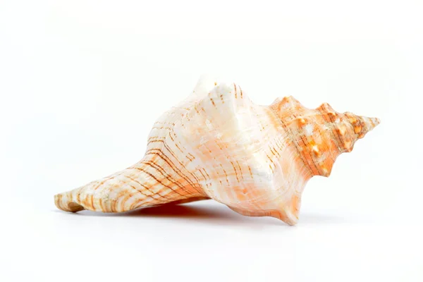 stock image Seashell isolated on white background