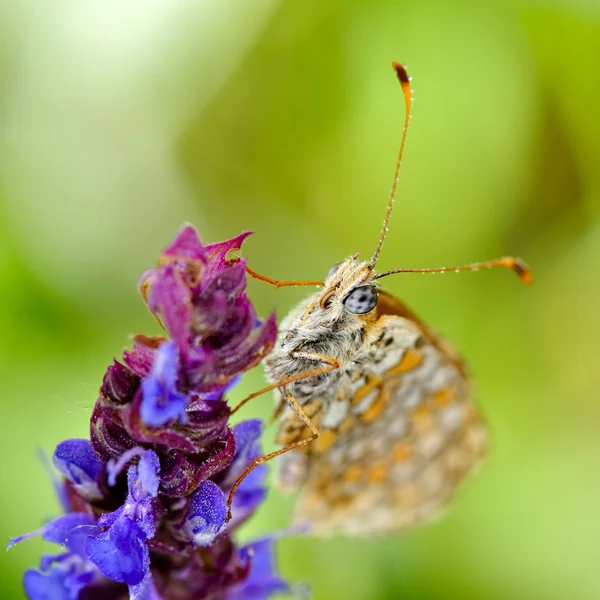 Motýl v přirozeném prostředí (melitaea phoebe) — Stock fotografie