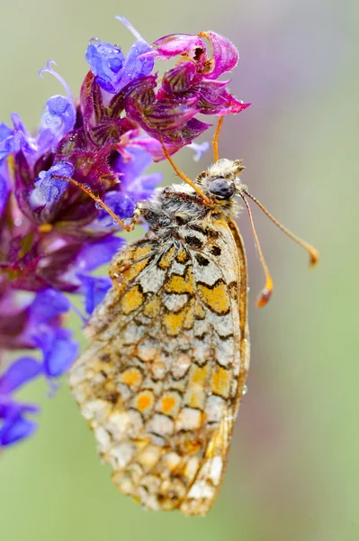 Butterfly in natuurlijke habitat (melitaea phoebe) — Stockfoto