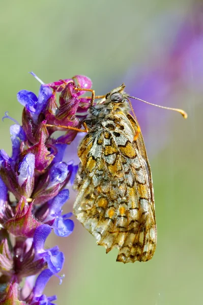 Butterfly in natuurlijke habitat (melitaea phoebe) — Stockfoto
