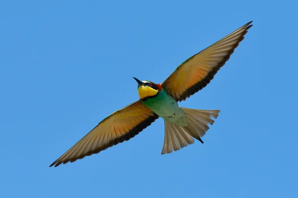 European bee-eater (Merops Apiaster) outdoor — Stock Photo, Image