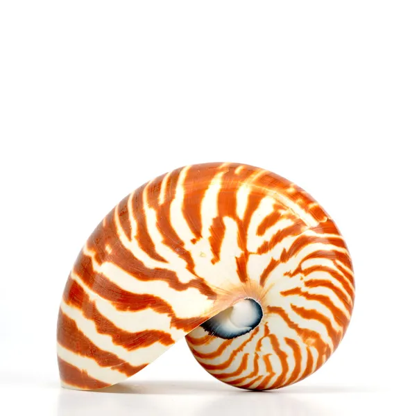 Guscio Nautilus isolato su sfondo bianco — Foto Stock