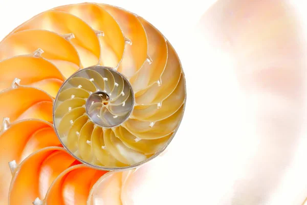 Concha de Nautilus isolada sobre fundo branco — Fotografia de Stock