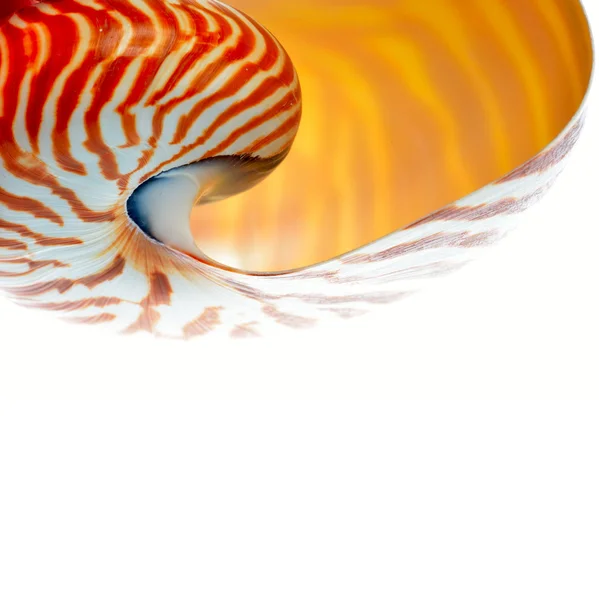 Nautilus coquille isolée sur fond blanc — Photo