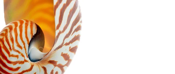 Nautilus shell elszigetelt fehér background — Stock Fotó
