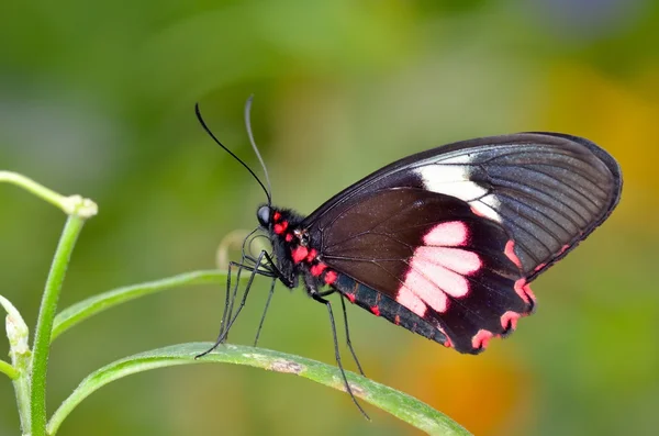 Exotic butterfly in natural habitat (papilio memnon agenor) — Stock Photo, Image