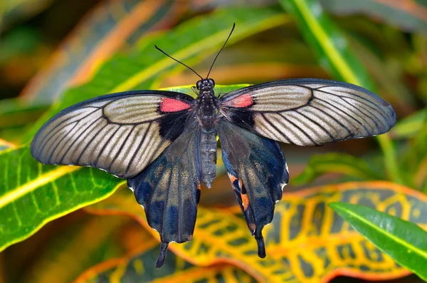 Экзотическая бабочка в естественной среде обитания (papilio memnon agenor ) — стоковое фото
