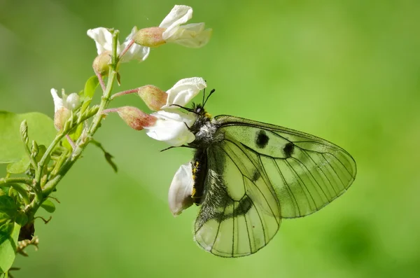 stock image Butterfly in natural habitat (parnassius mnemosyne)