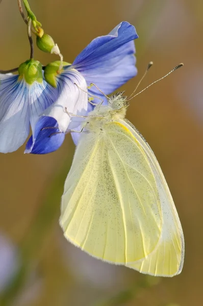Butterfly utomhus — Stockfoto