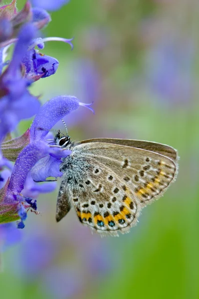Butterfly in natural habitat (plebejus argus) — Stock Photo, Image