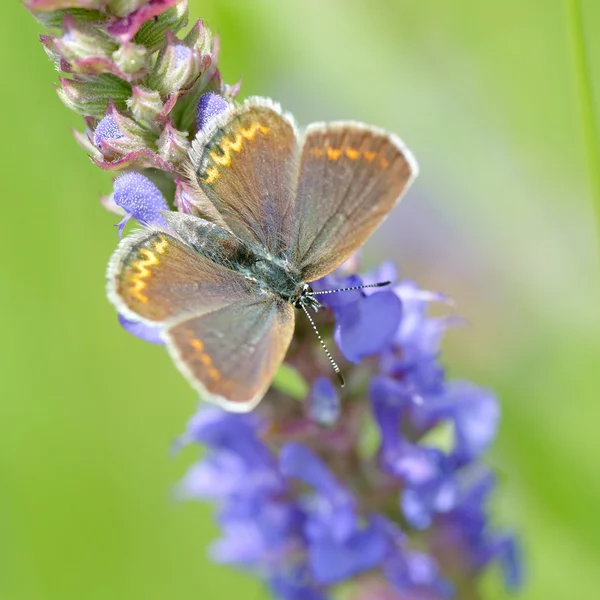 Butterfly in natural habitat (plebejus argus) — Stock Photo, Image
