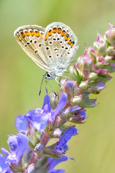 Schmetterling im natürlichen Lebensraum (plebejus argus)) — Stockfoto