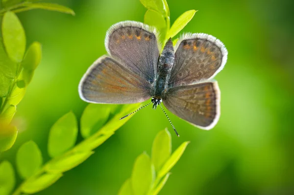 Πεταλούδα στο φυσικό περιβάλλον (plebejus argus) — Φωτογραφία Αρχείου