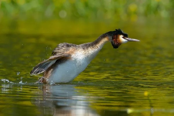 Water vogels op het meer (podiceps cristatus) — Stockfoto