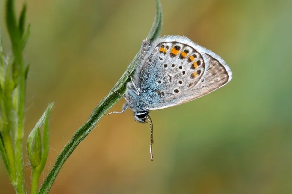 Butterfly in natural habitat (polyommatus plebejus) — Stock Photo, Image