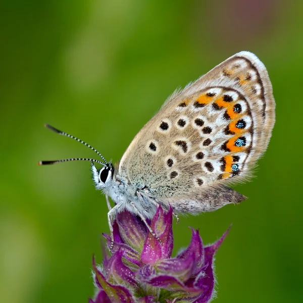 Butterfly in natural habitat (polyommatus plebejus) — Stock Photo, Image