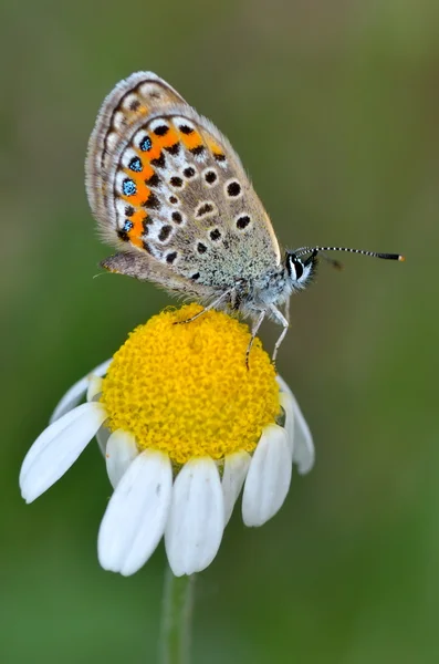 Fjäril i naturliga livsmiljöer (polyommatus plebejus) — Stockfoto