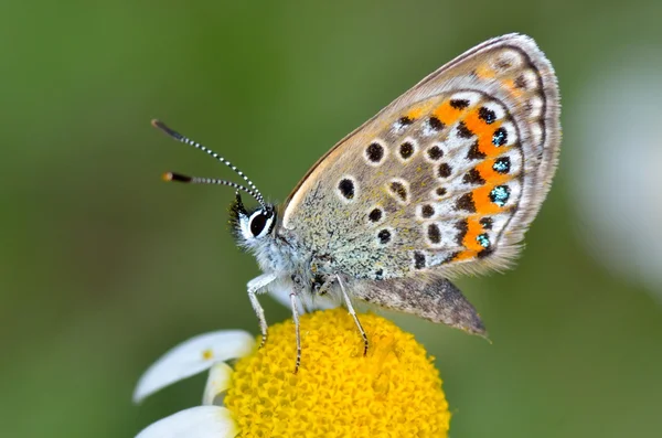 Butterfly in natuurlijke habitat (polyommatus plebejus) — Stockfoto