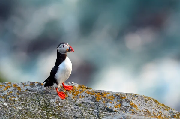 stock image Puffin standing on grassy cliff (fratercula arctica)