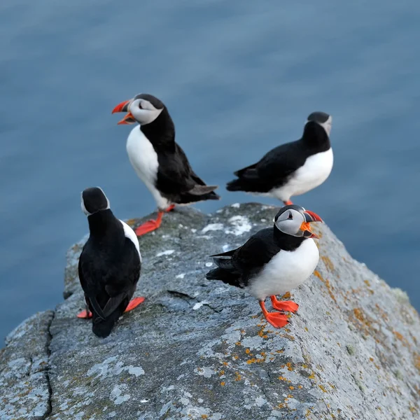 Martı ayakta (fratercula arctica)