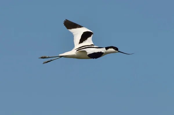 Bird in flight — Stock Photo, Image