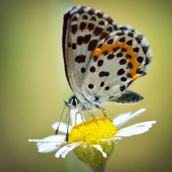 Butterfly in natuurlijke habitat (polyommatus plebejus) — Stockfoto