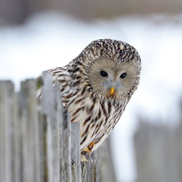 Ural owl in natural habitat (strix uralensis) — Stock Photo, Image
