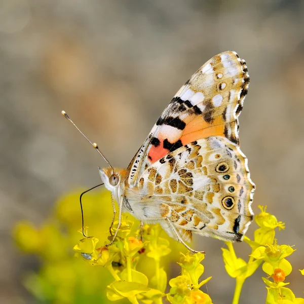 Nádherný motýl proti modré obloze — Stock fotografie