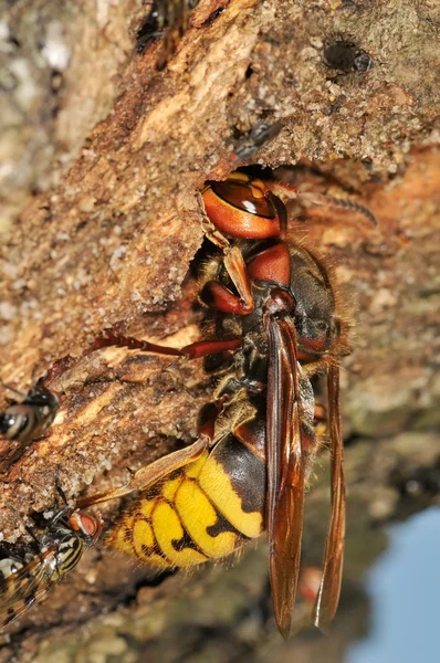 Wasp açık — Stok fotoğraf