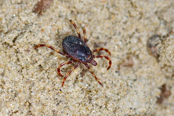 stock image Spider outdoor