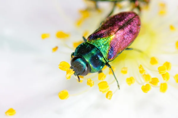 在花上的 bug — 图库照片