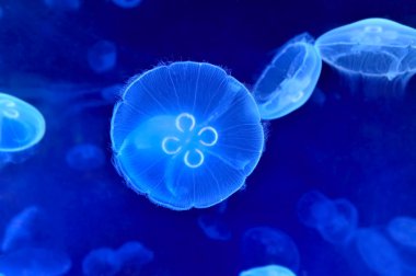 Sualtı jellyfishes görüntüsünü