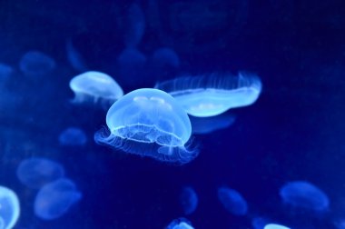 Sualtı jellyfishes görüntüsünü