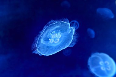 Sualtı jellyfishes görüntüsünü