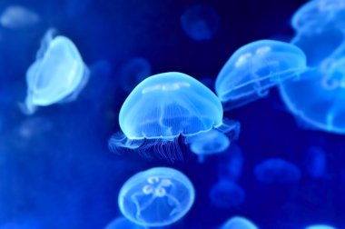 Sualtı jellyfishes görüntüsünü