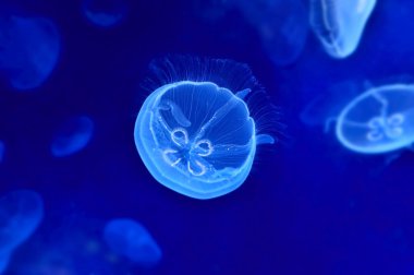 Sualtı jellyfishes görüntüsünü