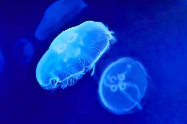 Sualtı jellyfishes görüntüsünü