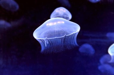 Sualtı jellyfishes görüntüsünü