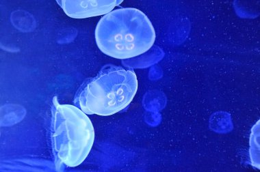 Sualtı jellyfishes görüntüsünü