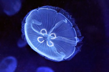 Sualtı jellyfishes görüntüsünü