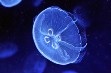 Sualtı jellyfishes görüntüsünü