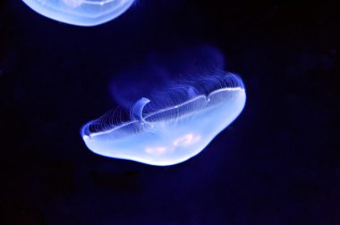 Sualtı jellyfishes görüntüsünü