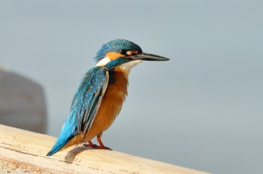 Kingfisher (Alcedo burada)