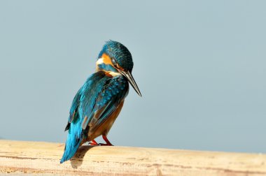 Kingfisher (Alcedo burada)