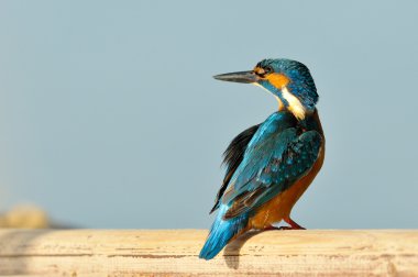 Kingfisher (Alcedo burada)